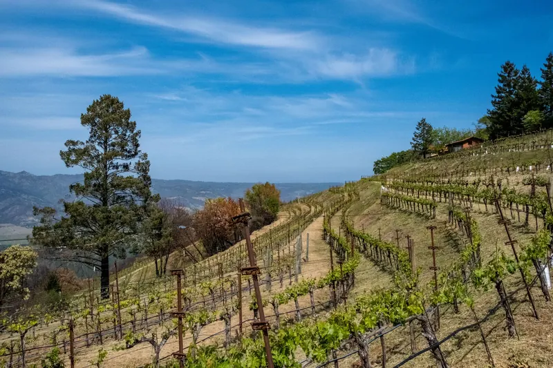 Vineyard rows on rolling hills under a clear sky in Napa Valley, California
